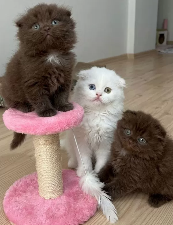 Scottish Fold Bebekler