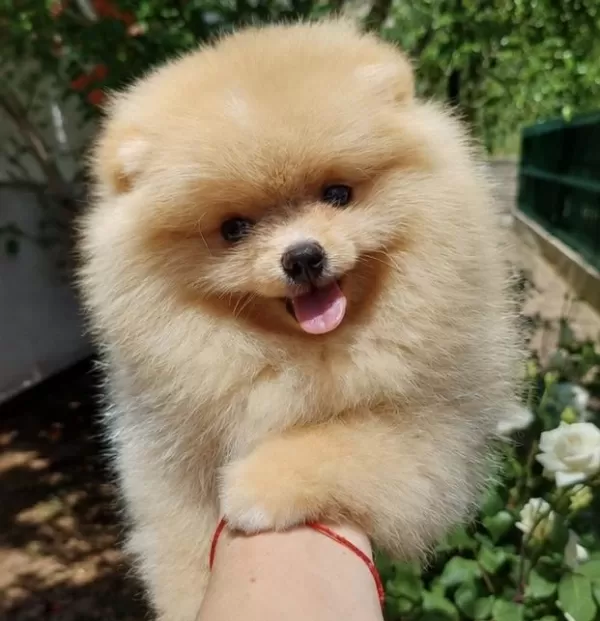 Pomeranian Boo Dişi Üst Kaliteli