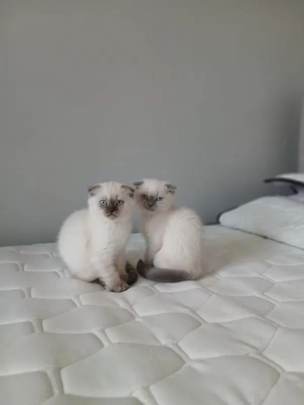 Şirin Scottish Fold Yavrularımıza Güzel Aileler Arıyoruz
