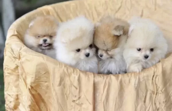 Pomeranian Boo Köpekler