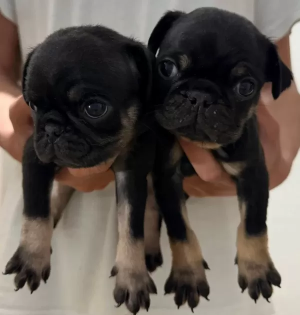 Renk Cümbüşü Gülkuyruk Pug Köpekler