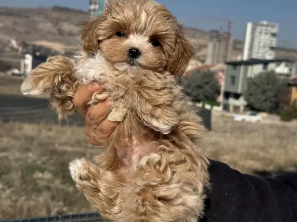 Petmode Köpek Çiftliğinden Tea Cup Kore Maltipoo