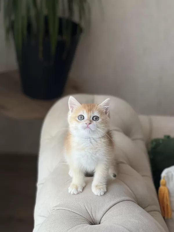 Safkan Scrli British Shorthair Golden Yavrum