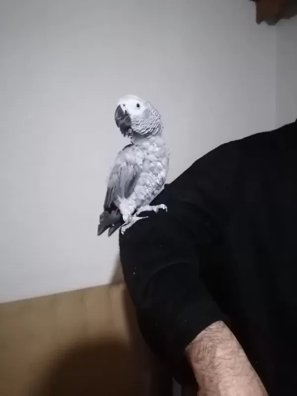 Evcil Jako Papağanımız