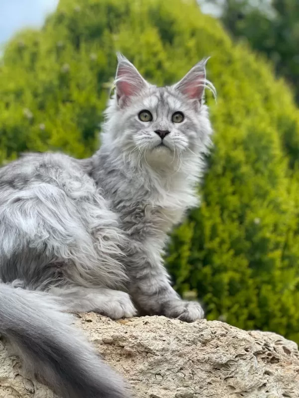 Maine Coon Shaded Line Polydactyl Erkek