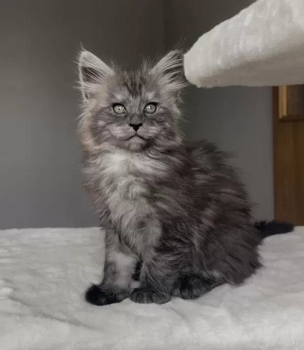 Blacksmoke Maine Coon Yavruları Granddesign Cattery