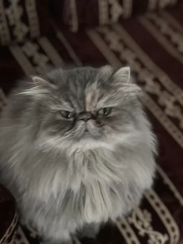Güzel Persian Kızımız