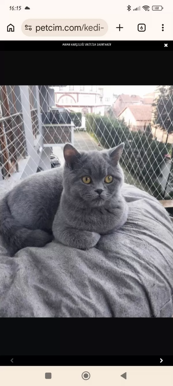 Saf Kan Ayı Kafa British Shorthair