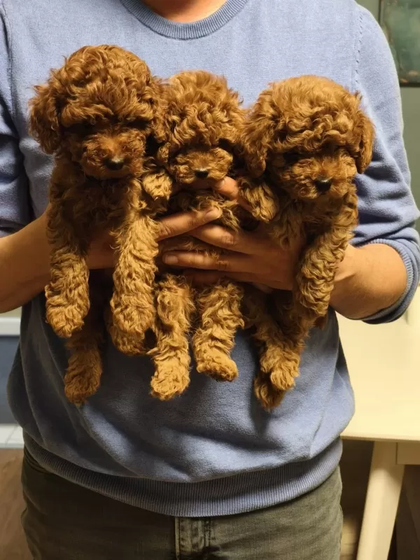 2 Erkek 1 Dişi Toy Poodle İzmir