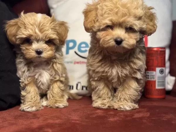 Petmode Köpek Çiftliğinde Tea Cup Kore Maltipoo