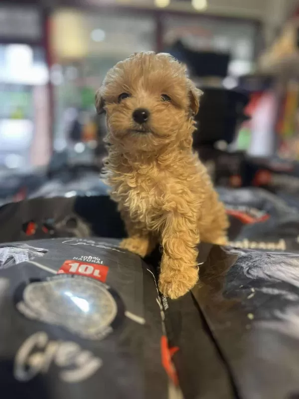 Efsane Güzellikte Hipoalerjenik Teacup Maltipoo
