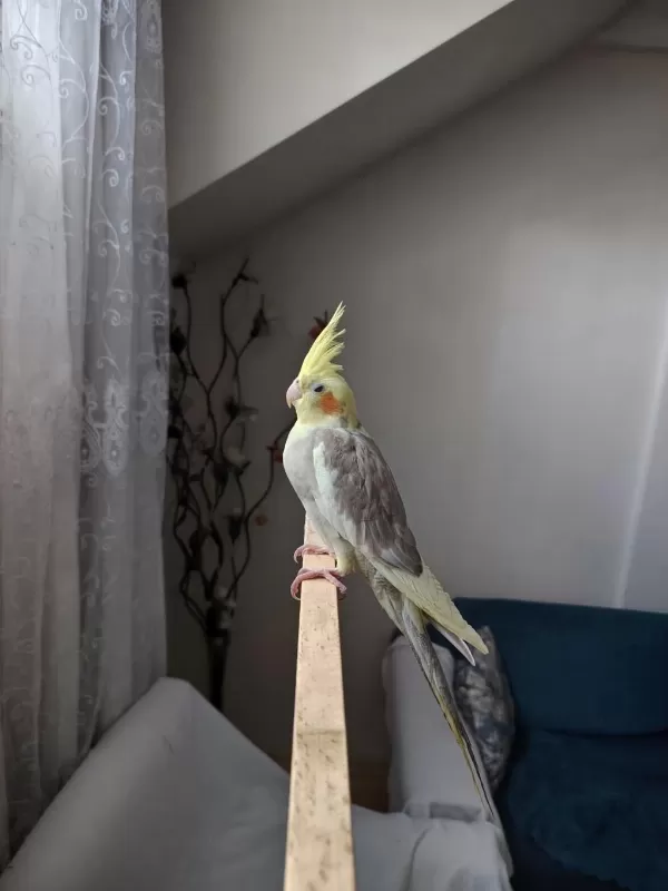 Tamamen Evcil Çok Sağlıklı Sultan Papağanları