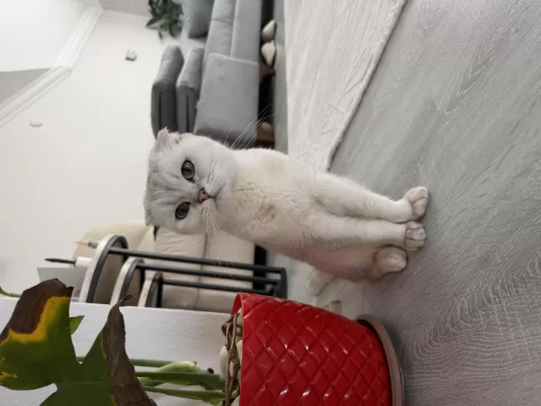 Ücretsiz Sahiplendirme Scottish Fold Kedisi