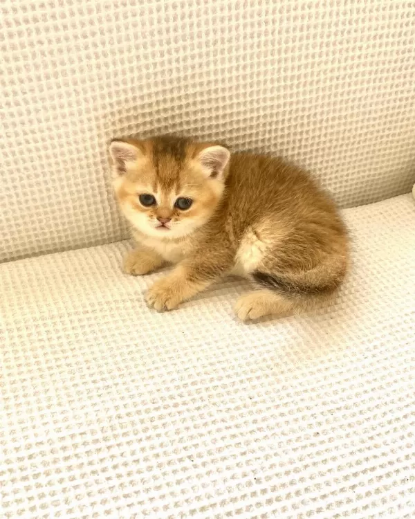 Golden Ny25 Altın Sarısı Zümrüt Gözlü British Shorthair