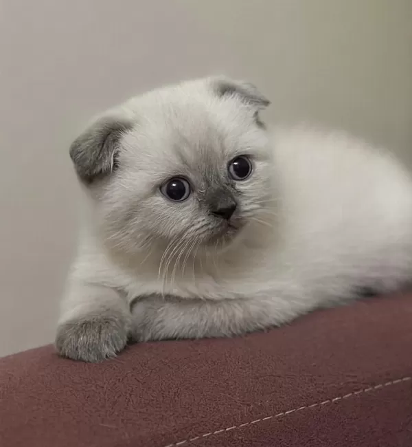 Anne Baba Şecereli İyi İrk Scottish Fold