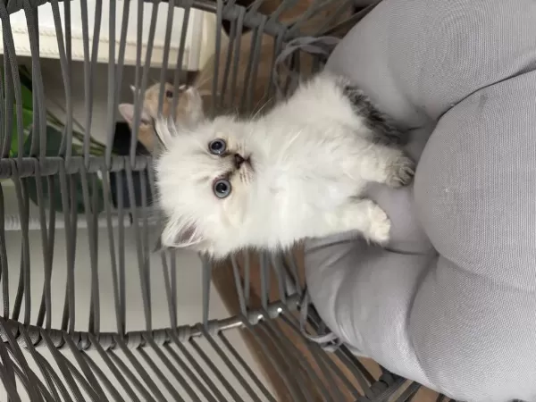 Şans Patisi Olan Yakışıklı British Longhair