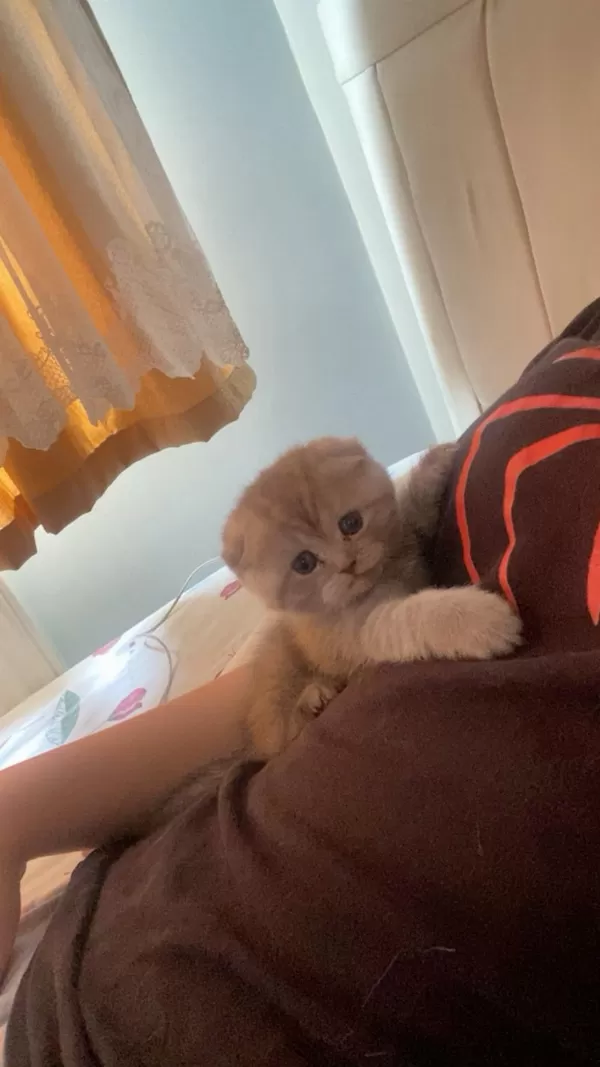 1 Buçuk Scottish Fold Yavru Kediler