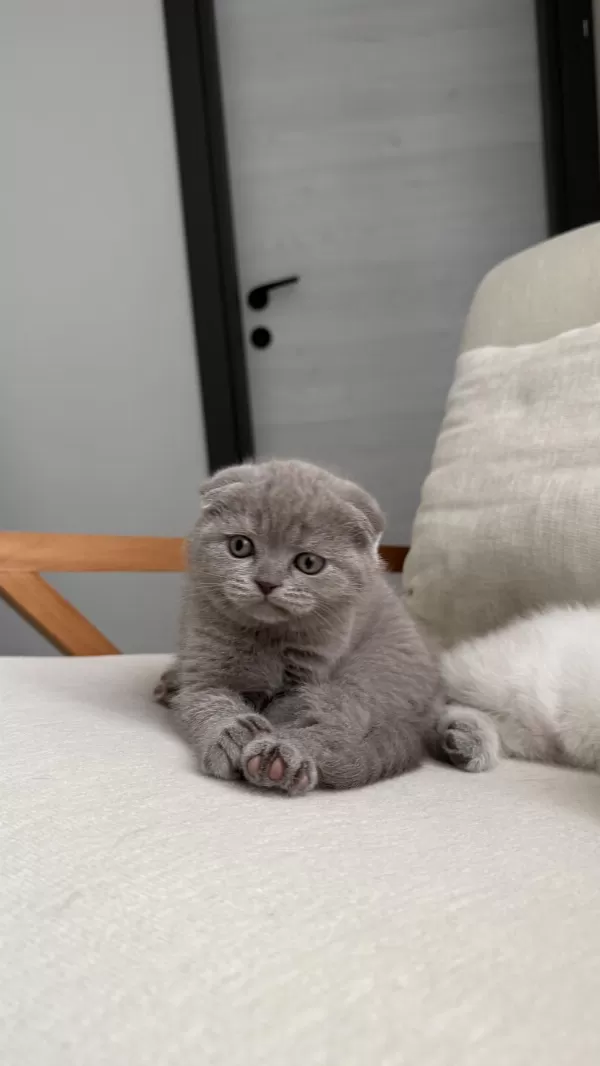 Scottish Fold Kedisi 55 Günlük