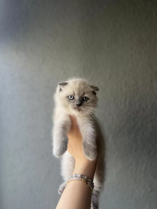 Scottish Fold Blue Point Yavrularim