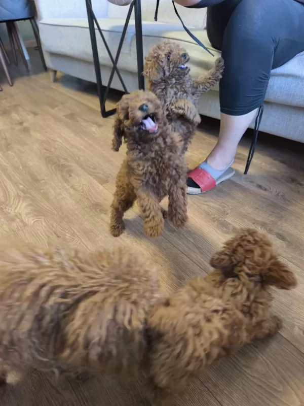 2 Erkek 1 Dişi Toy Poodle İzmir