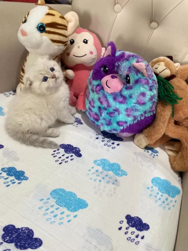 British Shorthair Ve British Longhair Çok Tatlı Bebekler