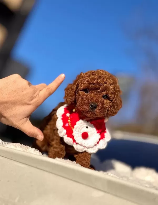 Yakışıklı Poodle Oğlumuz Star