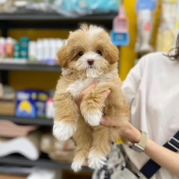 Dünya Tatlısı Maltipoo Yavruları