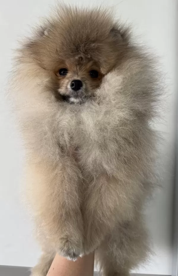 Pomeranian Boo Harika Yavrumuz