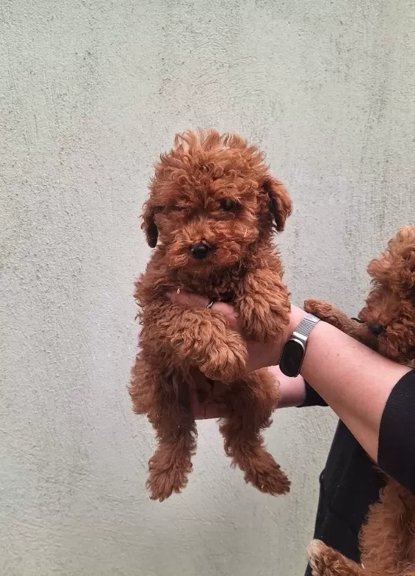 Maltipoo Kalite Yavrular İrk Sağlık Garantili