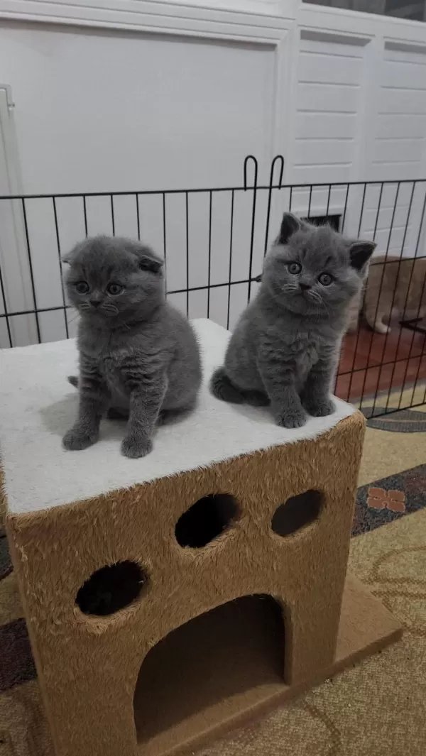 Koca Kafa Renk Renk Scottish Fold Yavruları