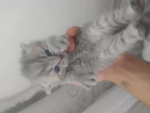 4 Adet Yavrumuz Scottish Fold Uyguna Verilecektir