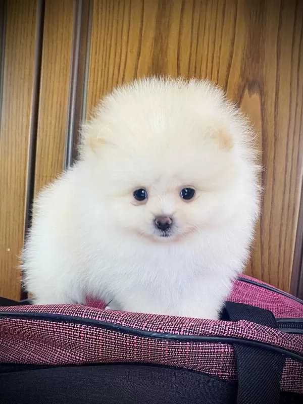 Pomeranian Ayı Surat Bebekler