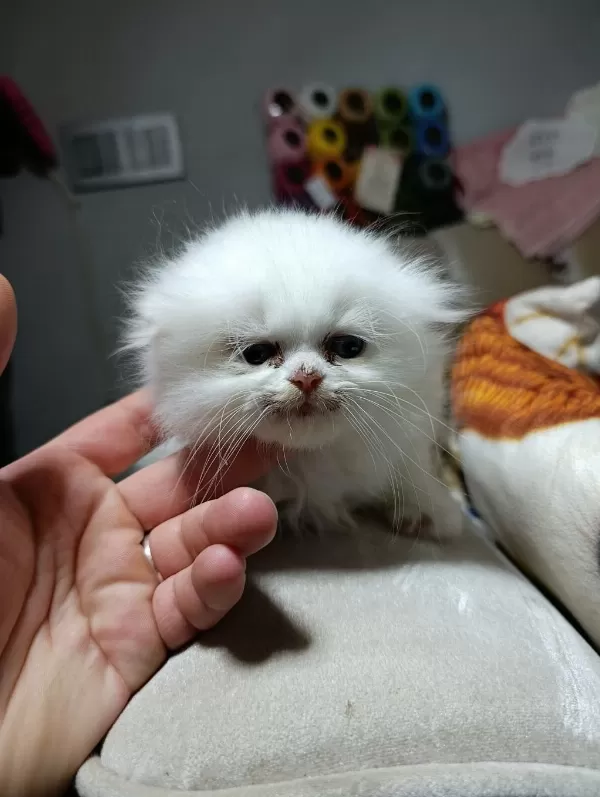 Son Scottish Fold Longhair Erkek Yavru