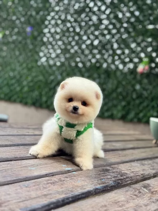 Sağlik Ve İrk Garantili Pomeranian Erkek