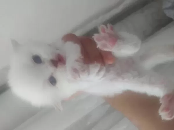 4 Adet Yavrumuz Scottish Fold Uyguna Verilecektir