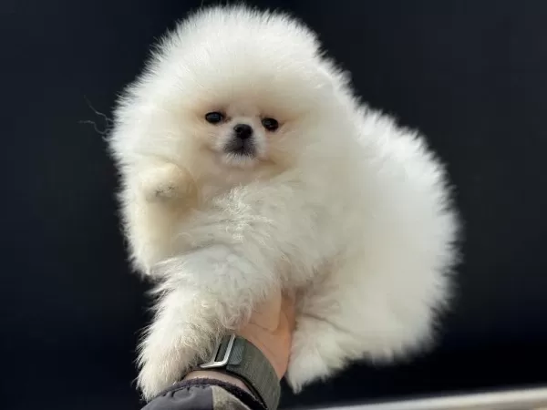 Ankarada Ziyarete Açık Teddy Face Pomeranian