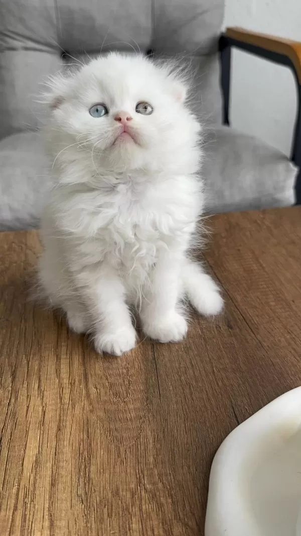 Scottish Fold Odd Eyes Yavrumuz