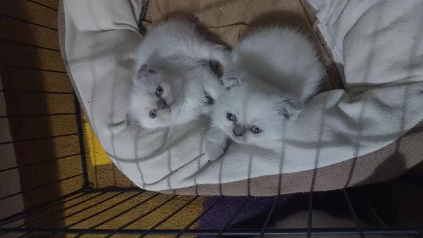 Yavru Scottish Fold Kedilerim