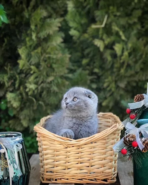 Gri Scottish Fold Yavrularim