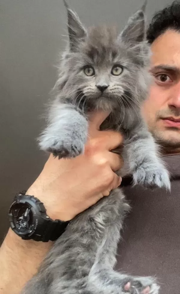 Xxxl Maine Coon Erkek Yavrular (yurt Dışı Şecereli Dereceli)