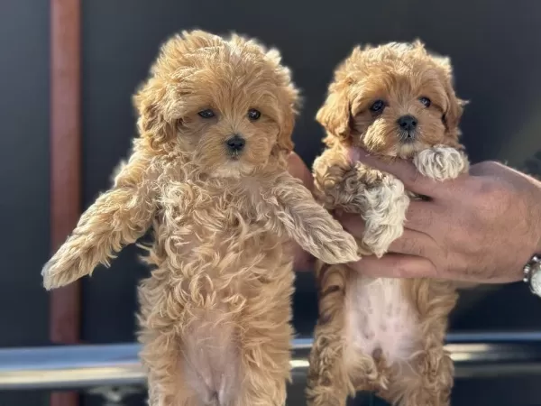 Ankarada Ziyarete Açık Maltipoo Yavrularmız