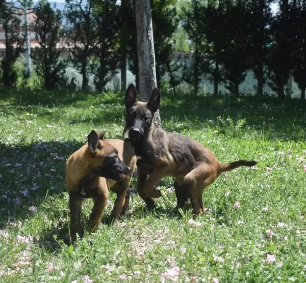 Dişi Malinois Yavrular