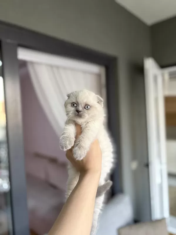 Scottish Fold Sevimli Yavrularim