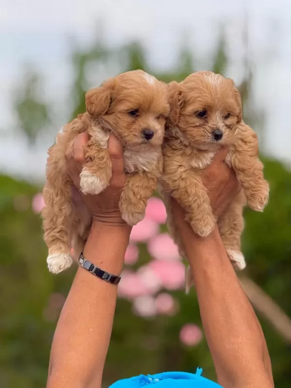 Teacup Korea Maltipoo Yavruları Rezerveye Açıktır