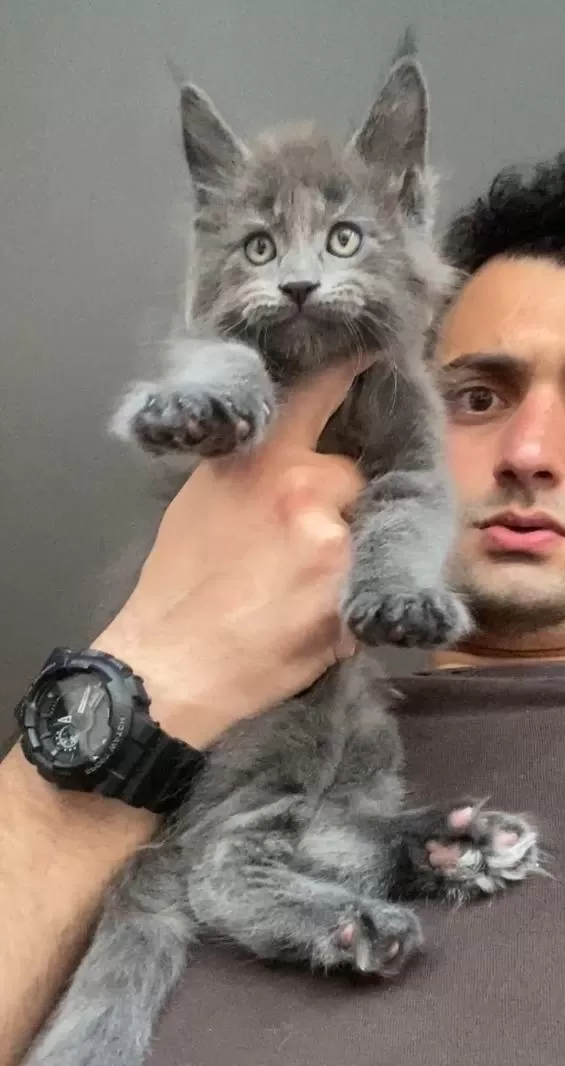 Xxxl Maine Coon Erkek Yavrular (yurt Dışı Şecereli Dereceli)