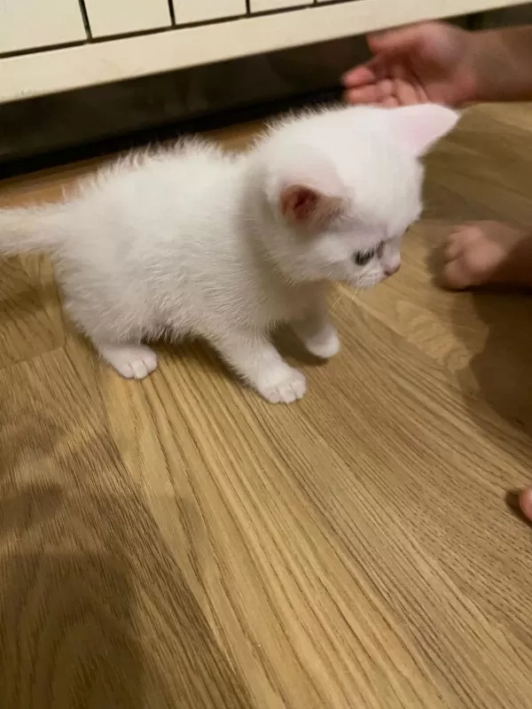 2 Aylık Van Kedimiz Var Cinsiyeti Kız