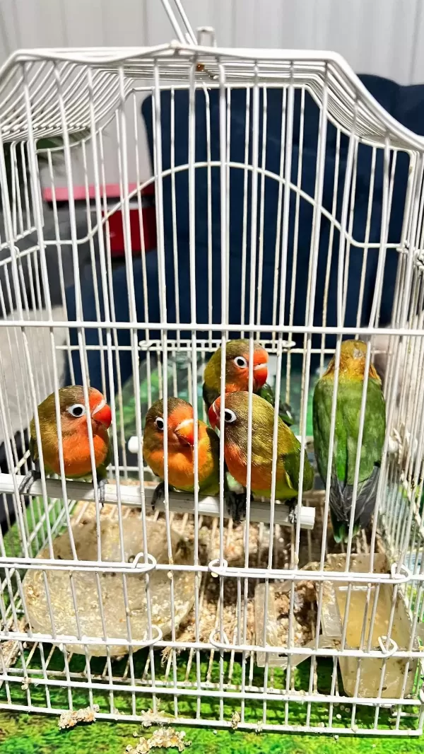 Cennet Papağanı Yeni Yeme Düşmüş