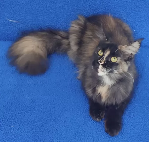 11 Aylık Maine Coon Dişi Teslime Hazırdır