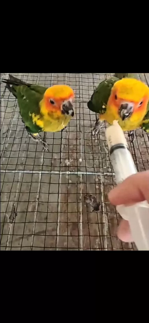 El Besleme Güneş Konur Papağanlari