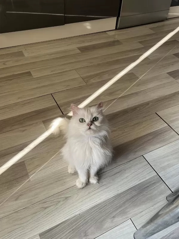 Ücretsiz British Longhair